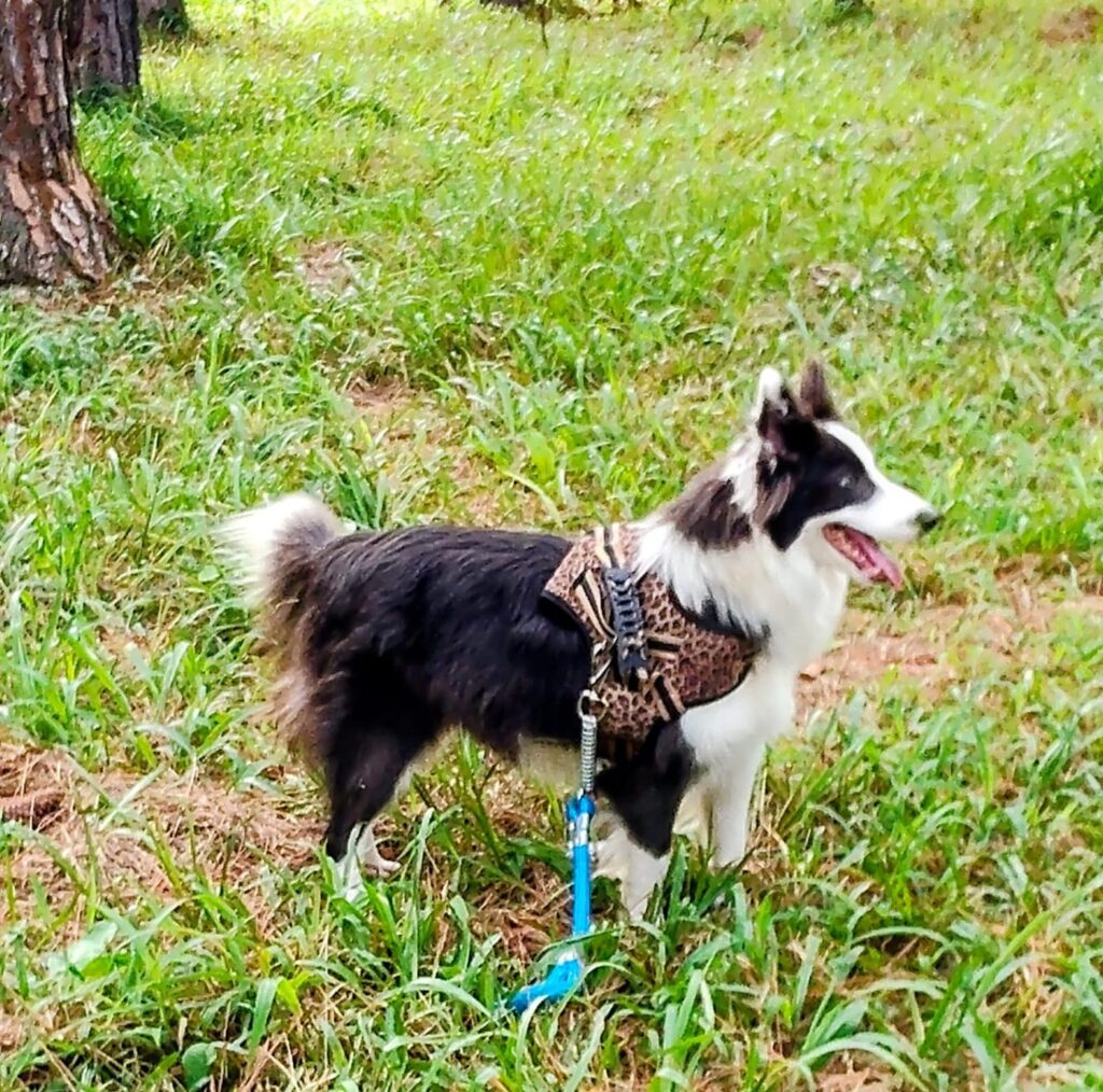 Estrela, Border Collie fêmea preto e branco do canil Jackmel