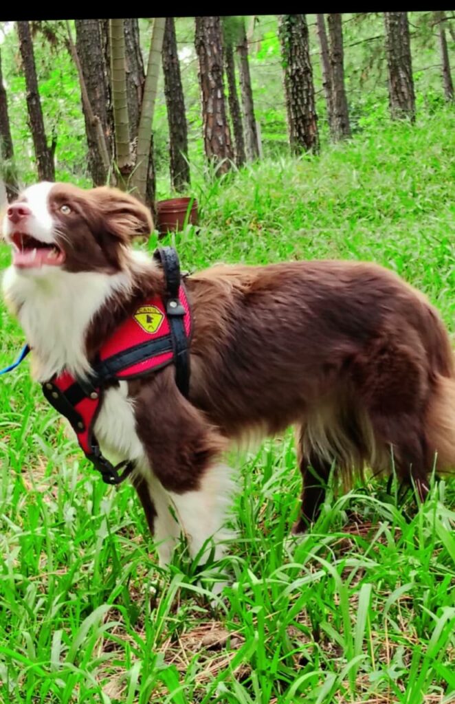 Brisa, Border Collie fêmea chocolate do canil Jackmel