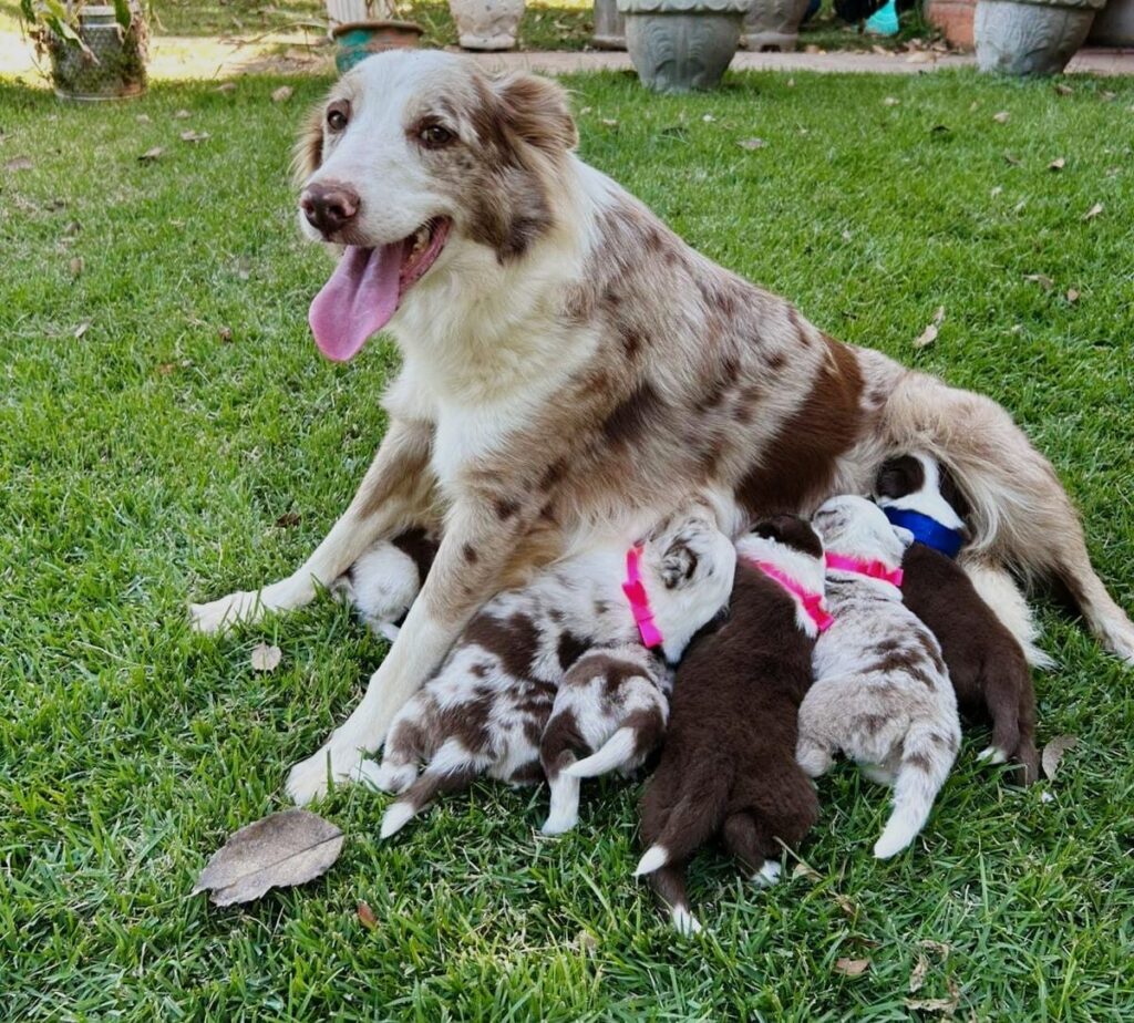 Ninhada B de Border Collie do canil Jackmel