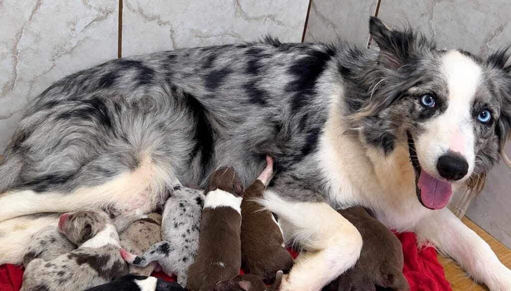 Ninhada D de Border Collie do canil Jackmel
