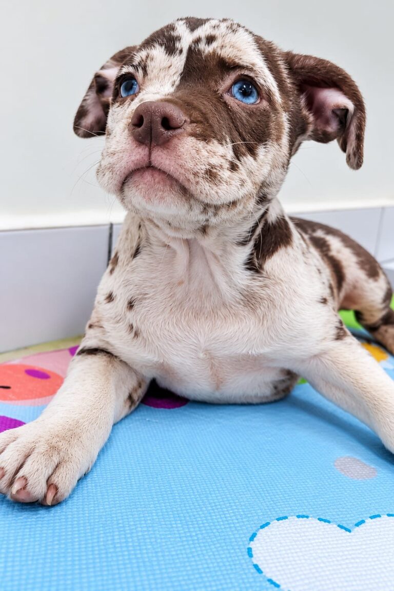 American Bully do canil Jackmel