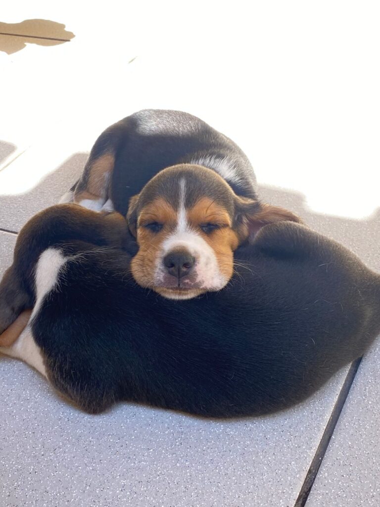 Beagle do canil Jackmel