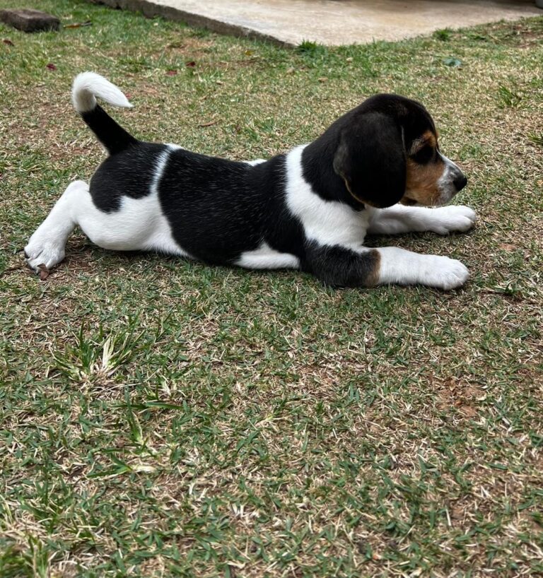 Beagle do canil Jackmel