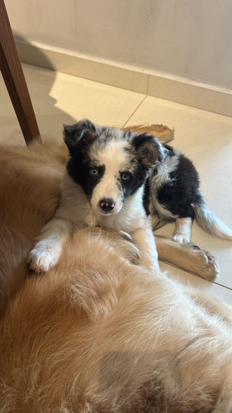 Border Collie do canil Jackmel