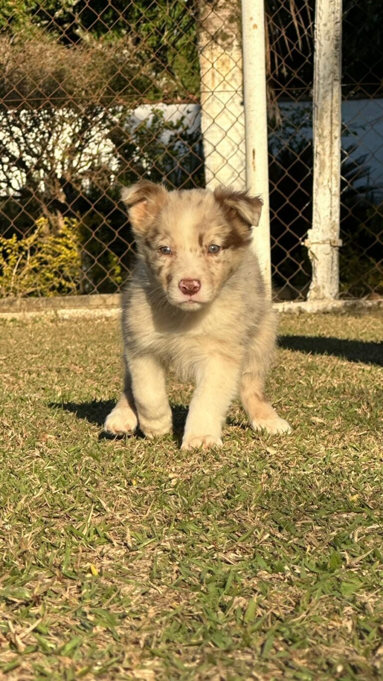 Border Collie do canil Jackmel