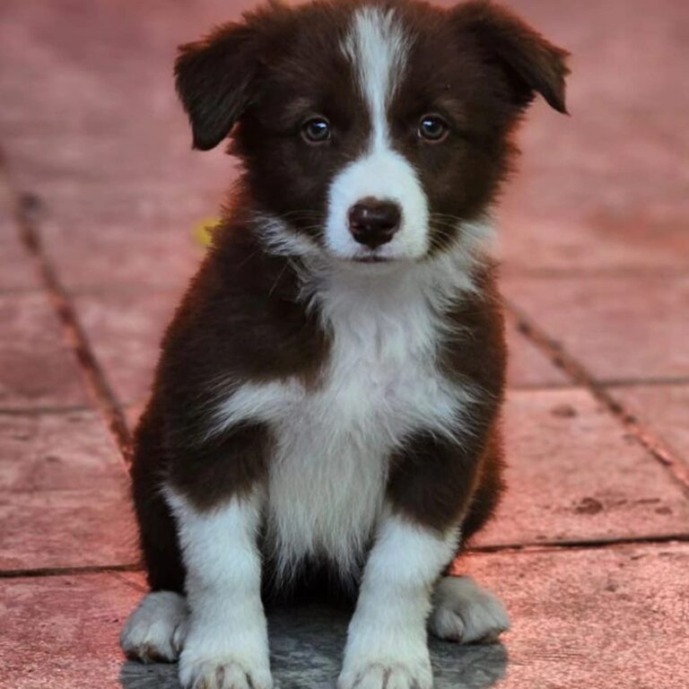 Border Collie do canil Jackmel