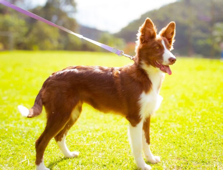Border Collie do canil Jackmel