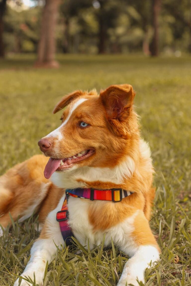 Border Collie do canil Jackmel