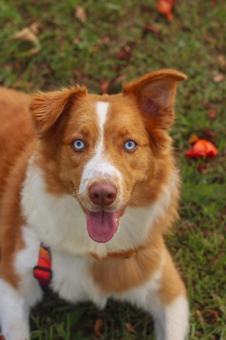 Border Collie do canil Jackmel