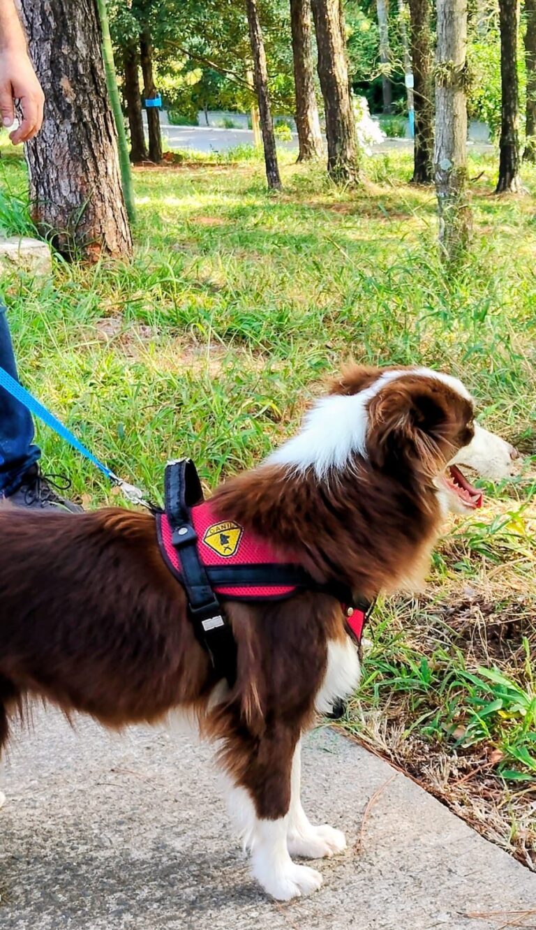 Border Collie do canil Jackmel