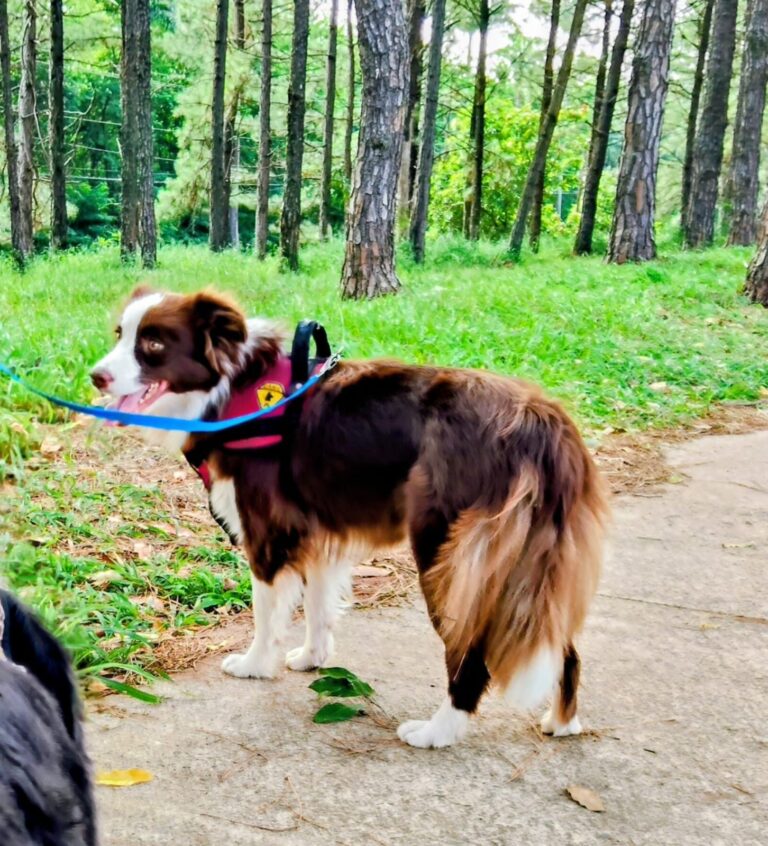 Border Collie do canil Jackmel