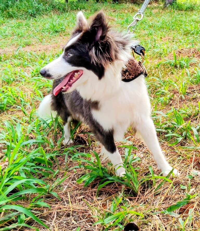 Border Collie do canil Jackmel