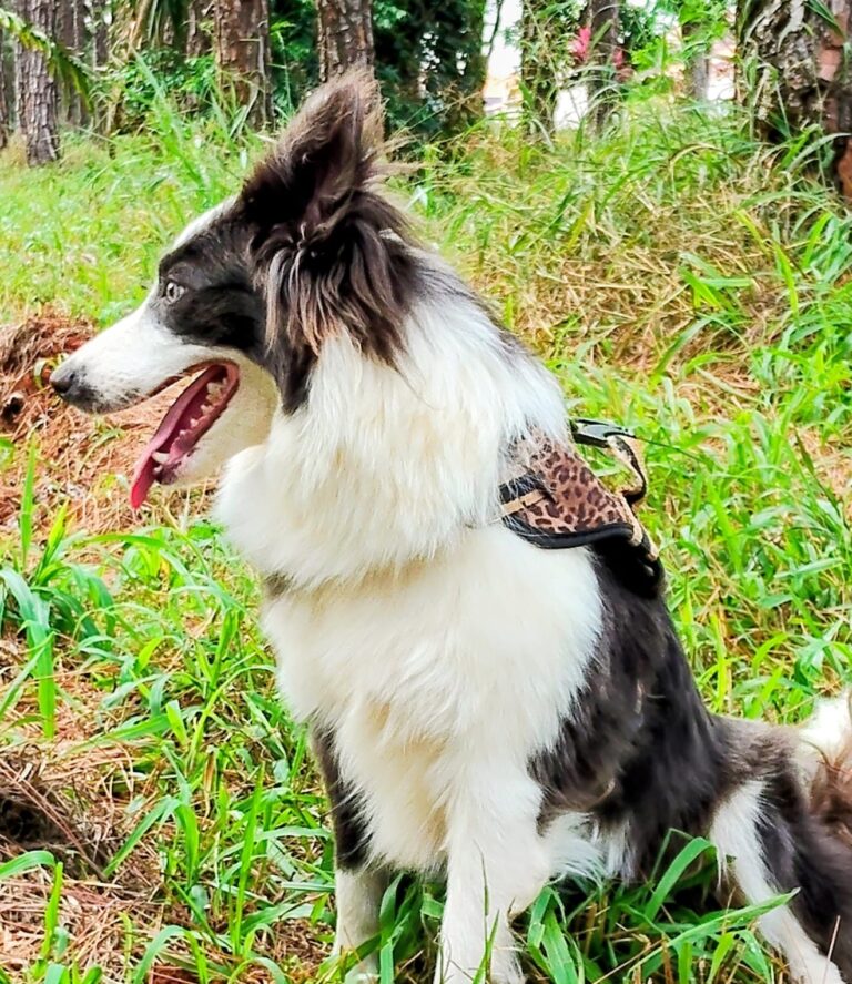 Border Collie do canil Jackmel