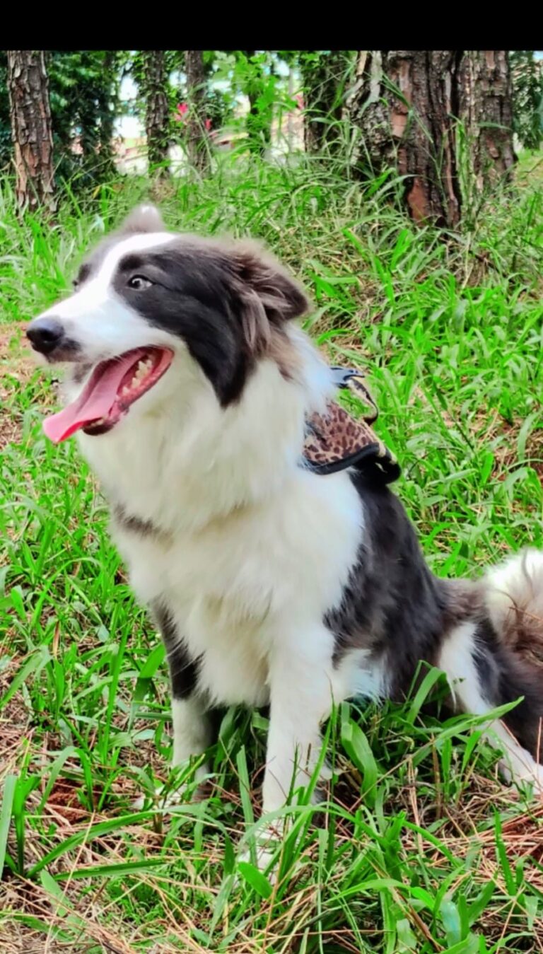 Border Collie do canil Jackmel