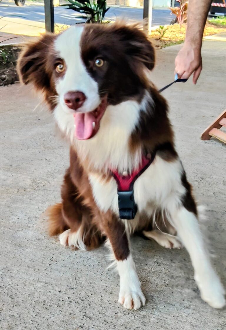 Border Collie do canil Jackmel