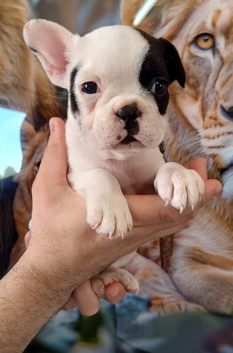 Bulldog Francês do canil Jackmel
