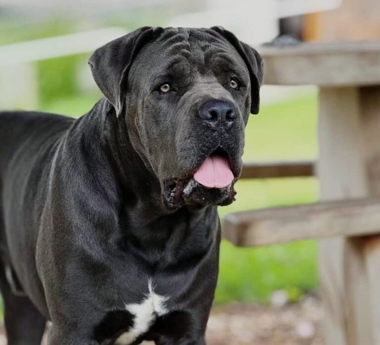 Cane Corso do canil Jackmel