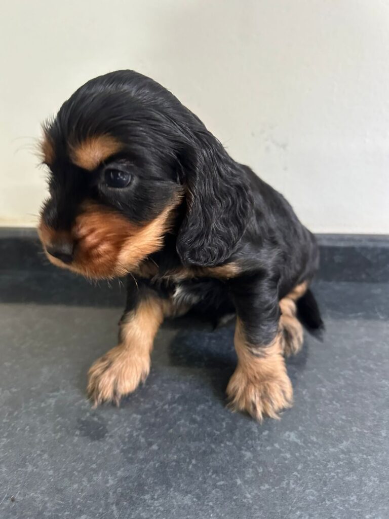 Cocker Spaniel do canil Jackmel