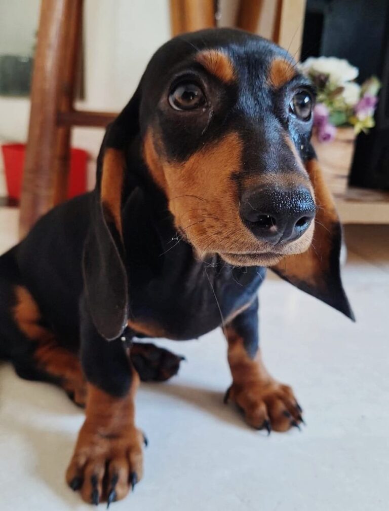 Dachshund do canil Jackmel