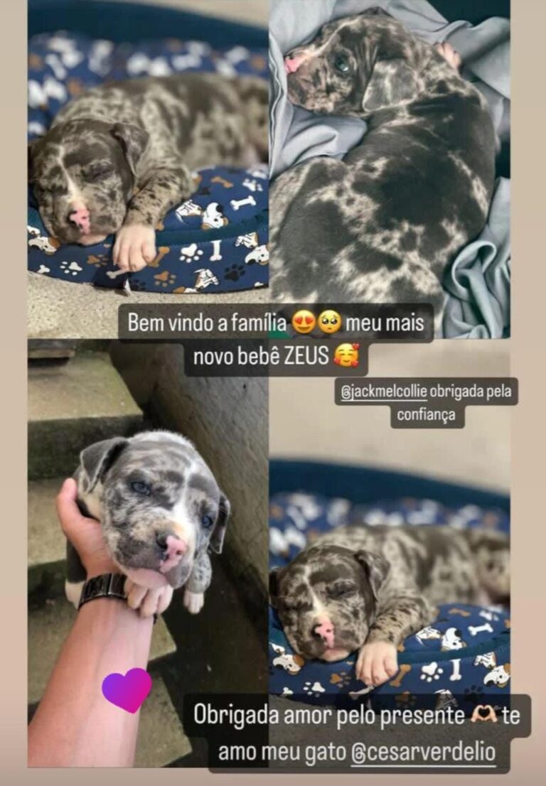 Filhotes entregues pelo canil Jackmel
