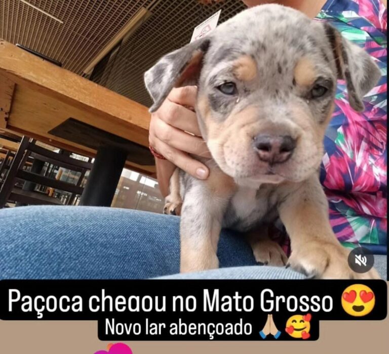Filhote entregue pelo canil Jackmel no Mato Grosso