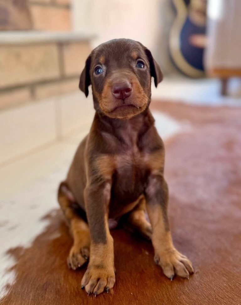 Doberman do canil Jackmel