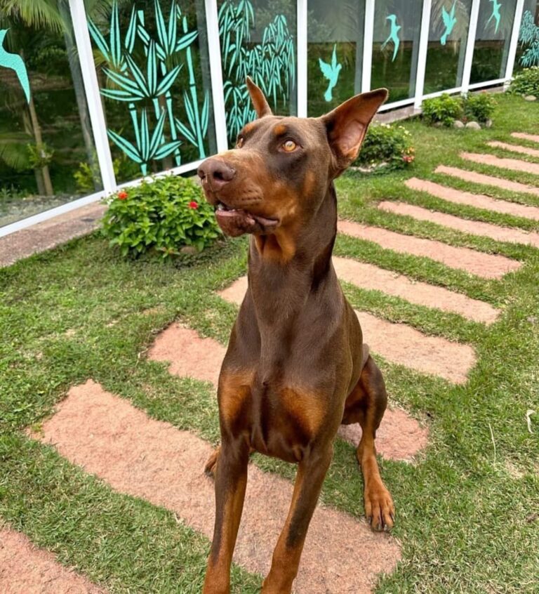 Doberman do canil Jackmel