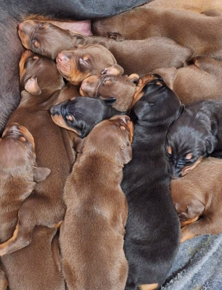Doberman do canil Jackmel