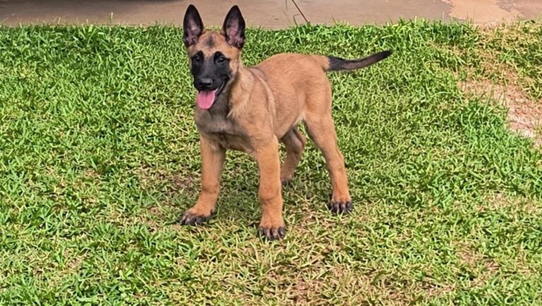 Pastor Belga Malinois do canil Jackmel