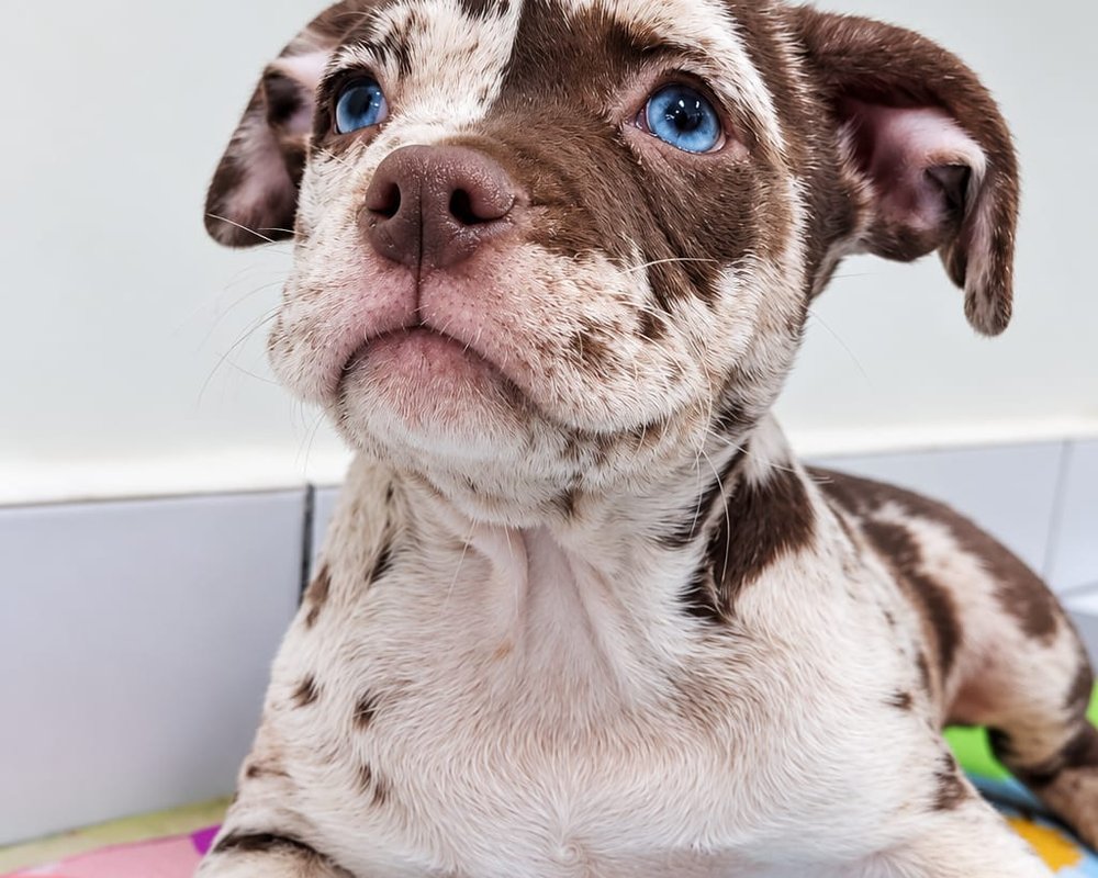Filhote de American Bully do Canil Jackmel
