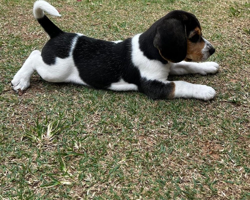 Filhote de Beagle do canil Jackmel