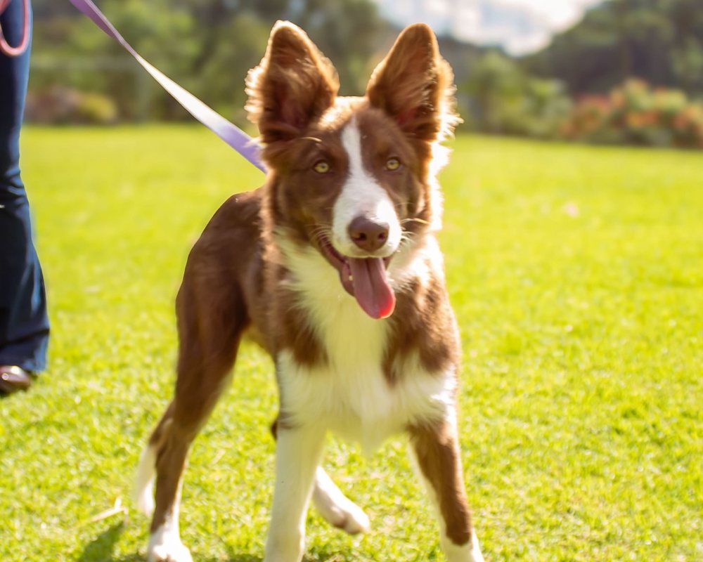 Border Collie chocolate do canil Jackmel