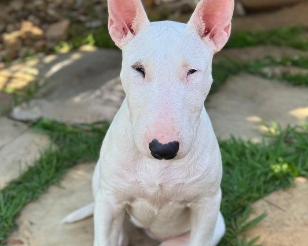 Filhote de Bull Terrier do canil Jackmel