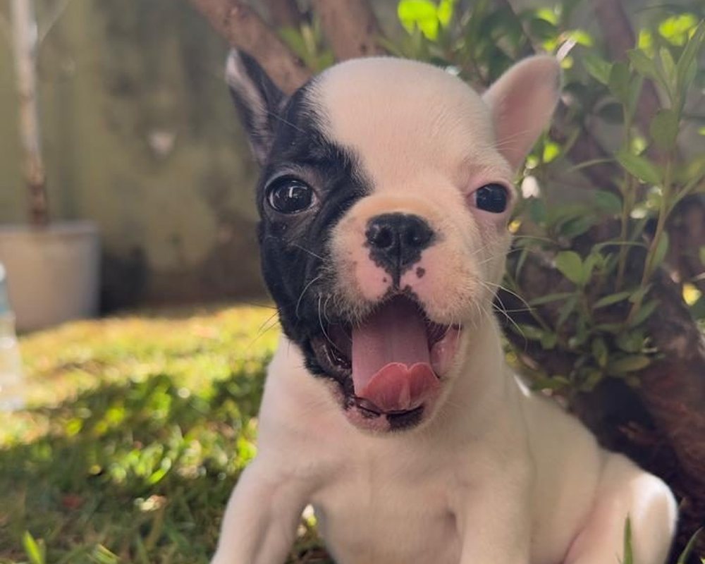 Filhote de Bulldog Francês do canil Jackmel