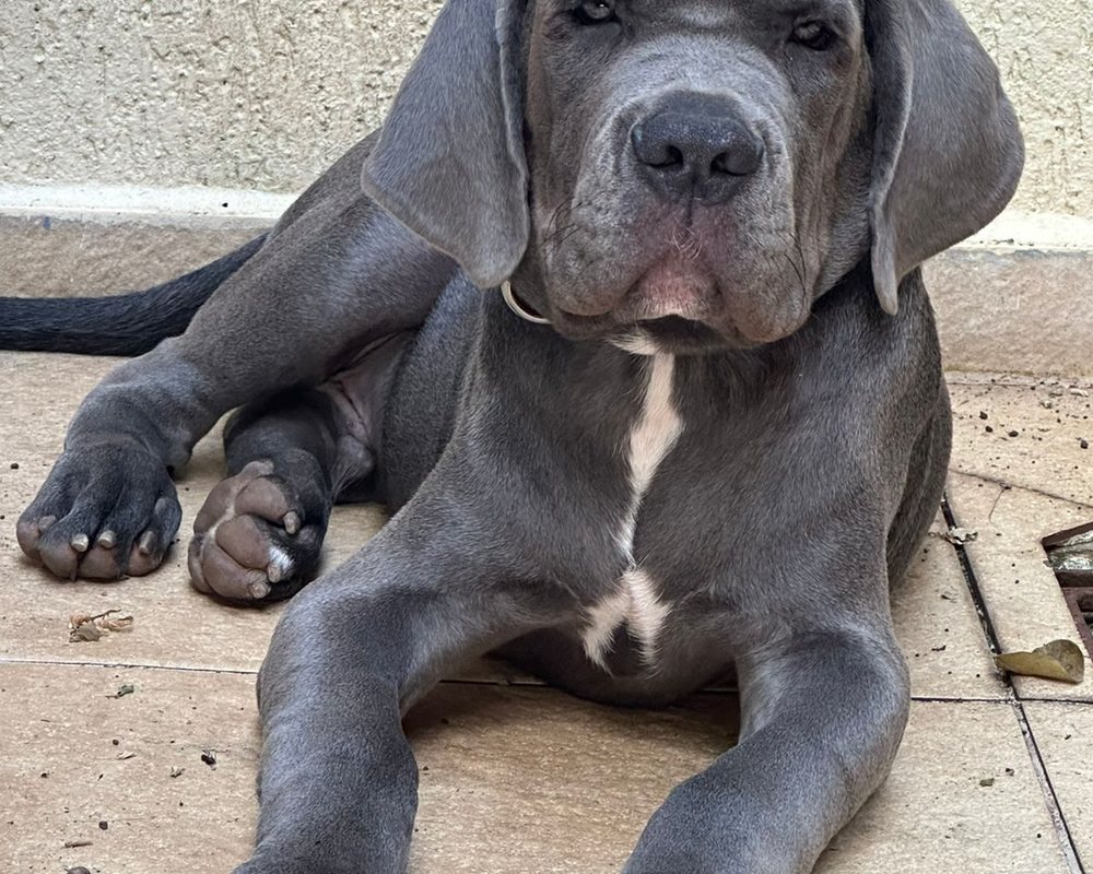Filhote de Cane Corso do canil Jackmel