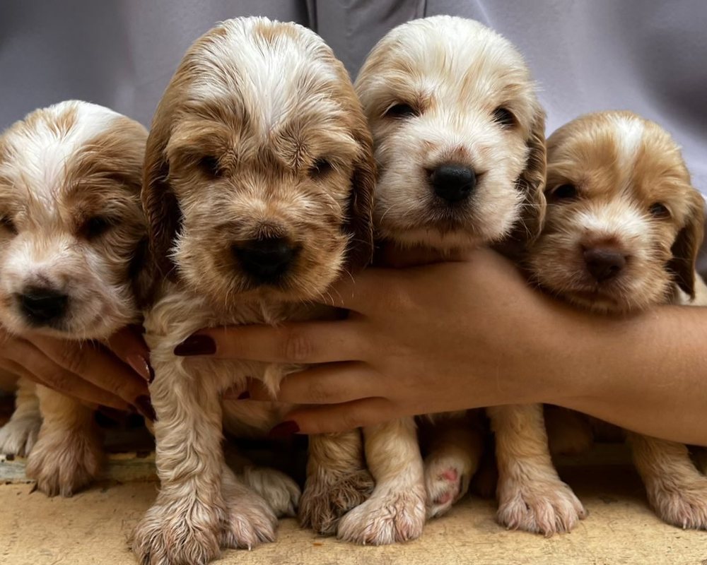 Filhotes de Cocker Spaniel do canil Jackmel