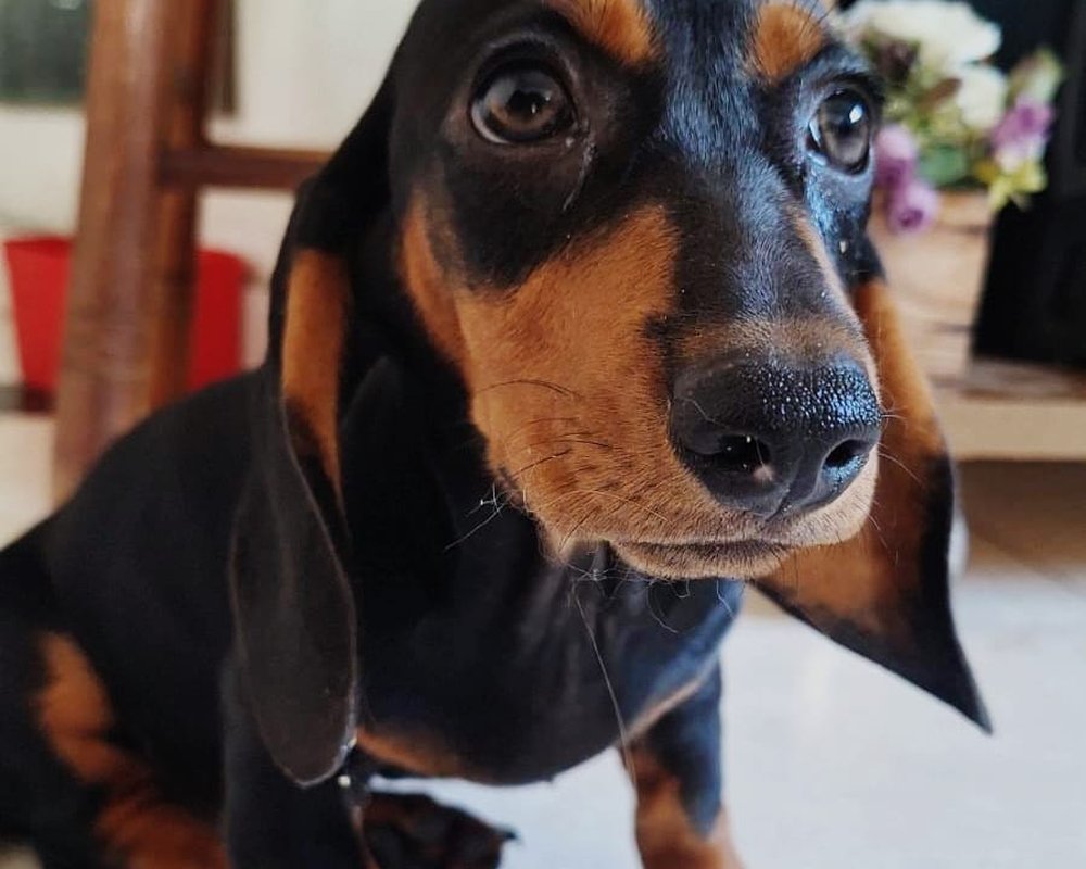 Filhote de Dachshund do Canil Jackmel
