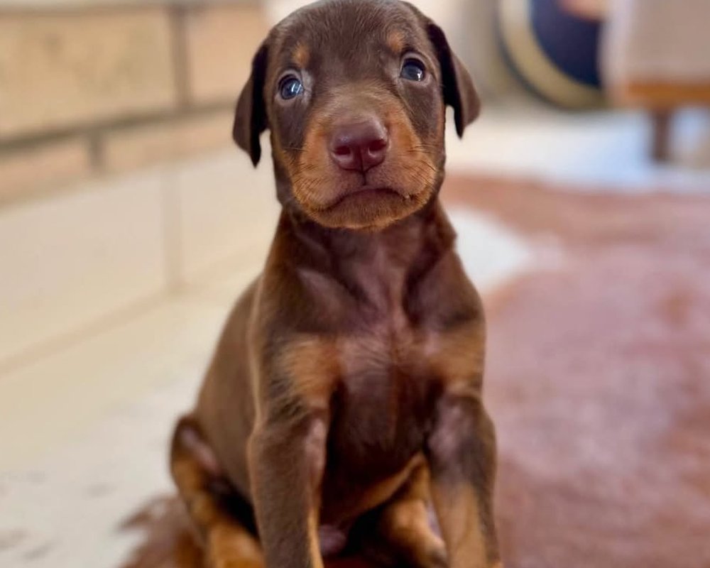 Filhote de Doberman do Canil Jackmel
