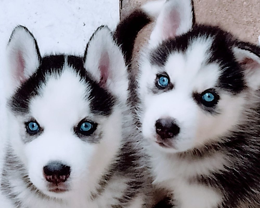 Filhotes de Husky Siberiano do canil Jackmel