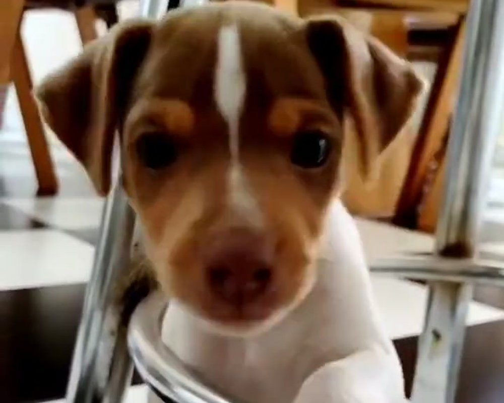 Filhote de Jack Russell Terrier do Canil Jackmel