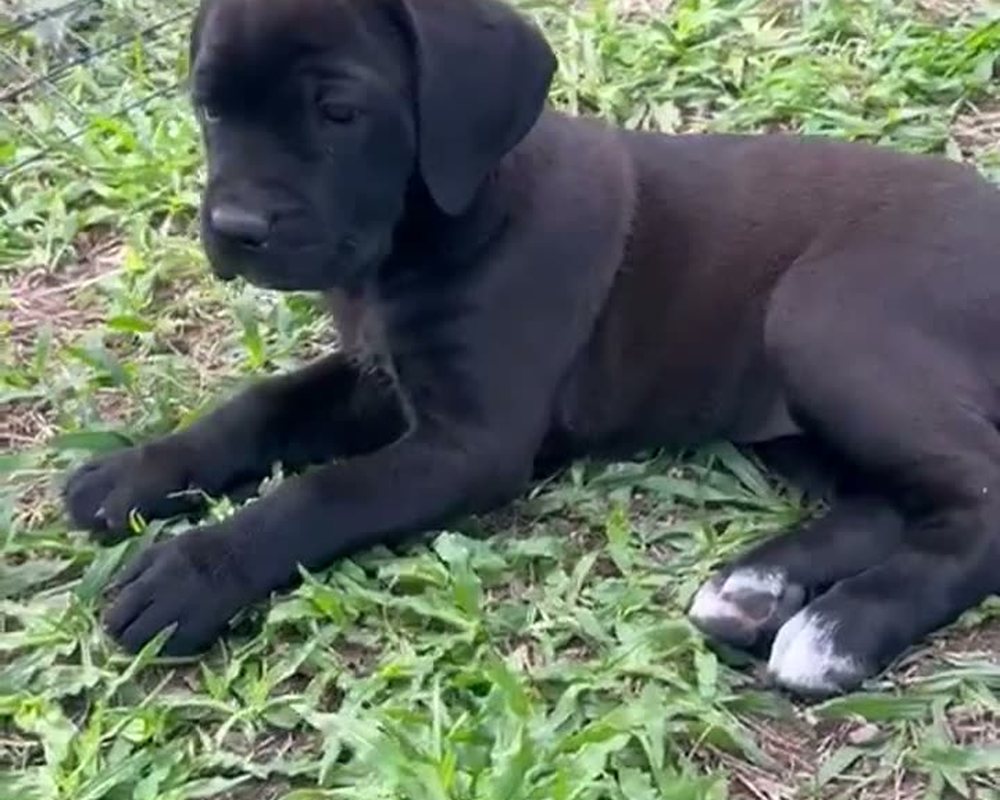Filhote de Labrador do canil Jackmel