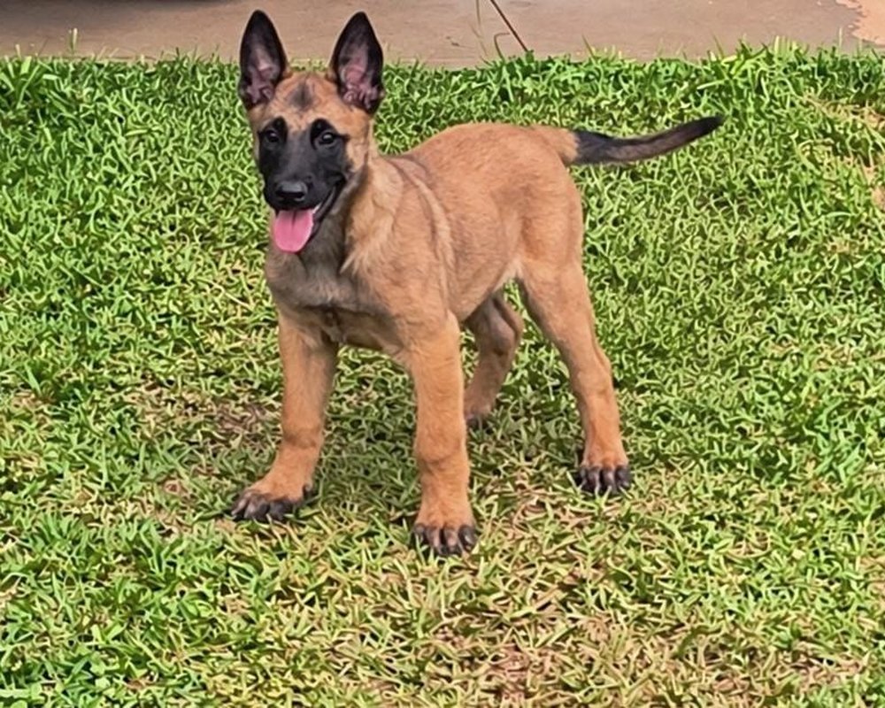 Filhote de Pastor Belga Malinois do Canil Jackmel