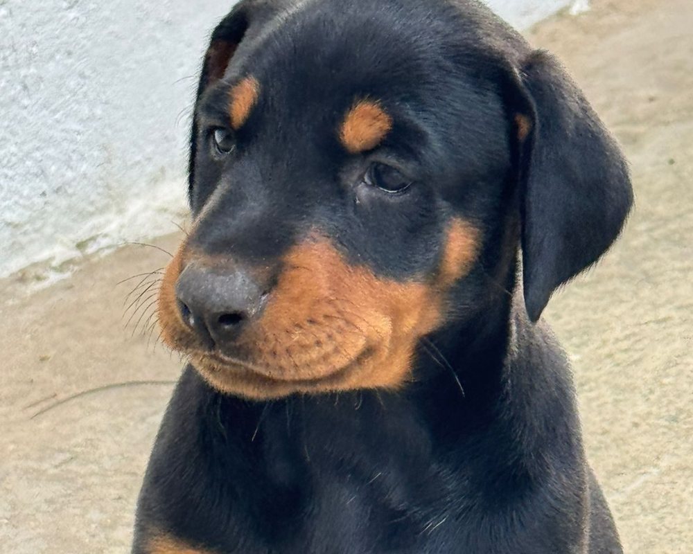 Filhote de Rottweiler do canil Jackmel